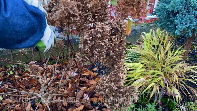 Winter Preparation & Light Prune For Tidbit Fire Light Panicle Hydrangea (4K) - November 14, 2023 смотреть онлайн