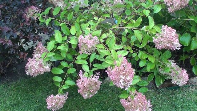 Что надо сделать для гортензий в сентябре,что бы они порадовали на следующий год бурным цветением ! смотреть онлайн