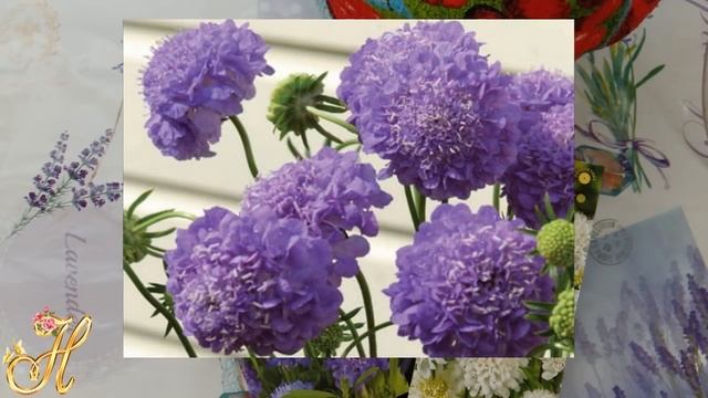 Скабиоза - нежный цветок , замечательное украшение участка. смотреть онлайн