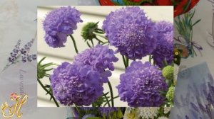 Скабиоза - нежный цветок , замечательное украшение участка.