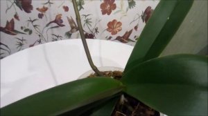 Если у орхидеи замер молодой листик и не хочет расти)) Одна из причин)))