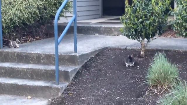 Кролики повсюду!