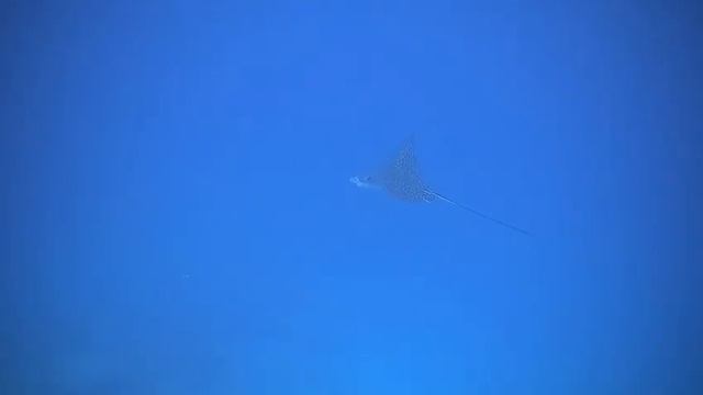 Maldives, Huvadhoo Atoll, mergulho no paraíso, fechando o curso master scuba diver PADI... смотреть онлайн