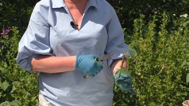 ЧЕРЕНКУЕМ РОЗЫ С ЛАРИСОЙ ЗАРУБИНОЙ!! смотреть онлайн