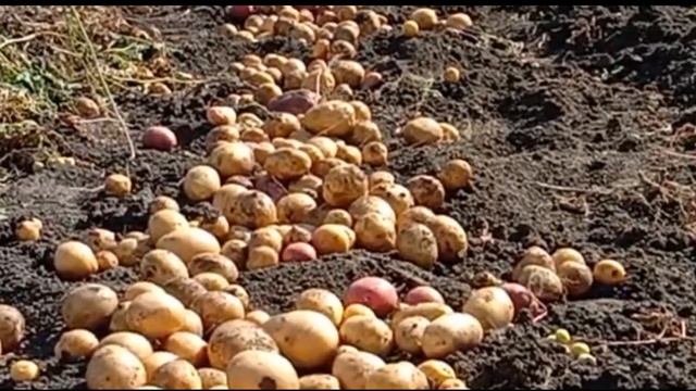 рекордный урожай картошки./ выкопали 12 соток за 1 час/ смотреть онлайн