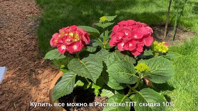 ГОРТЕНЗИЯ КРУПНОЛИСТНАЯ. ЛУЧШИЙ СПОСОБ ВЫРАЩИВАТЬ КРУПНОЛИСТНУЮ ГОРТЕНЗИЮ. смотреть онлайн