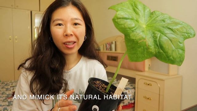 HOUSE PLANT CARE: Podophyllum Pleinathum смотреть онлайн