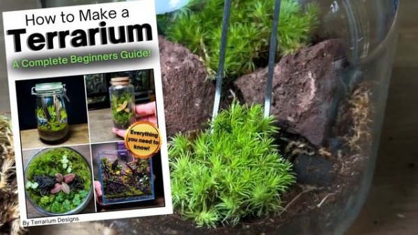 Beginner Terrarium Tutorial - SIMPLE & EASY Step by Step Guide