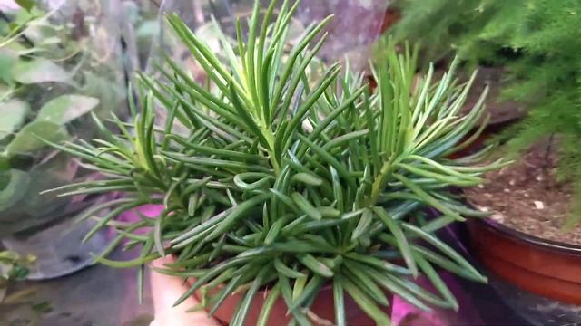 Комнатные растения.Большая праздничная распродажа цветов в магазине IKEA . Цветочная уценка . смотреть онлайн