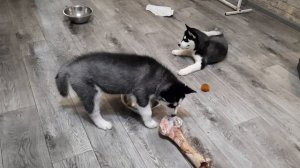 ЩЕНКИ ХАСКИ РАЗНОСЯТ ДОМ