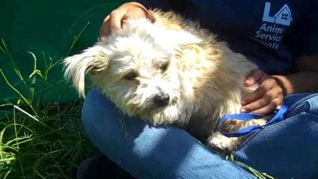 Trixie A1241355 RESCUED!!! смотреть онлайн
