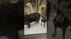 Витрина с собаками в Дарвиновском музее в Москве