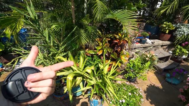 Cleaning Up The Plants & Patio || Saturday Vlog смотреть онлайн