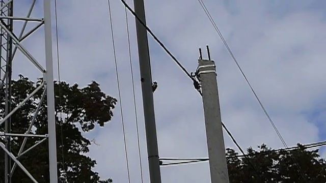 Дятел перепутал дерево со стальной мачтой. смотреть онлайн