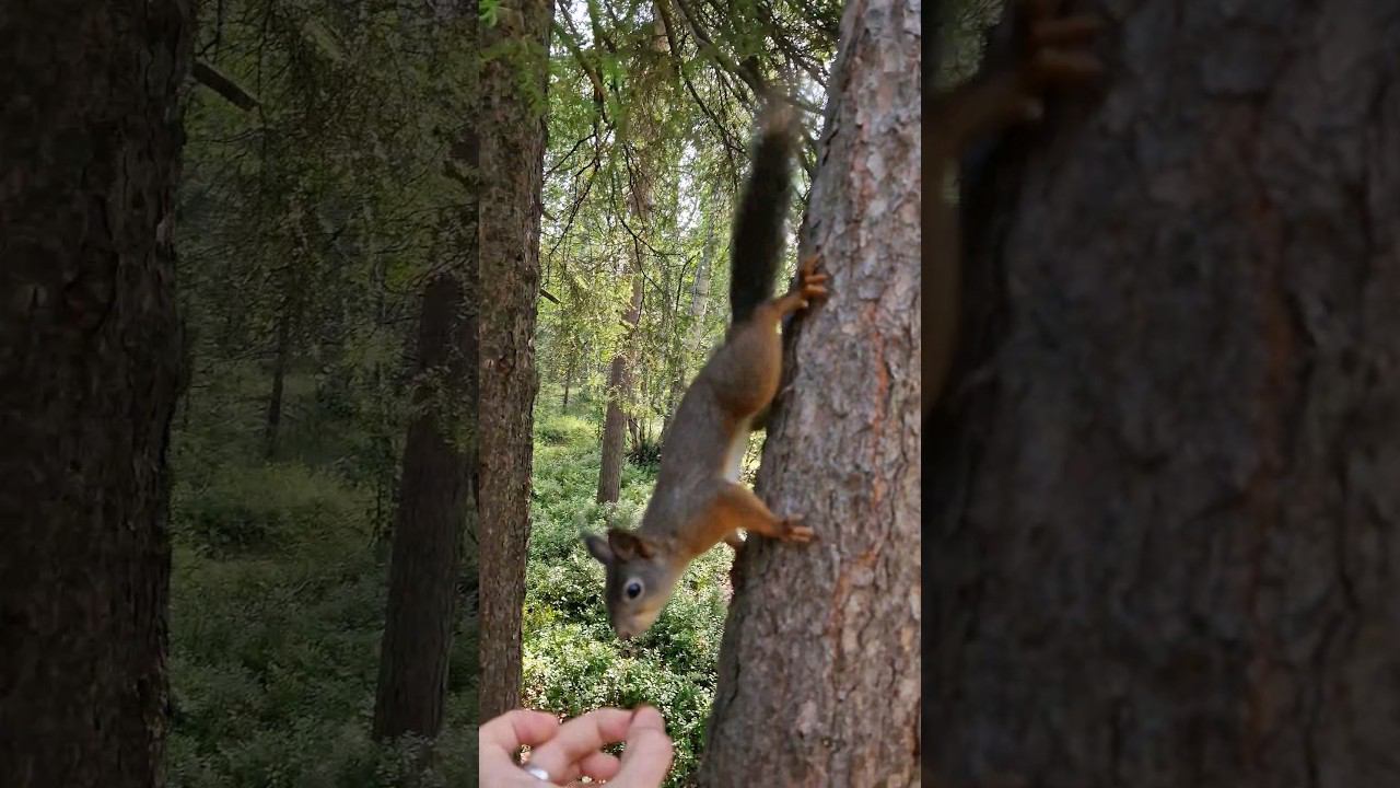 ▷Ловкая белочка◁ смотреть онлайн