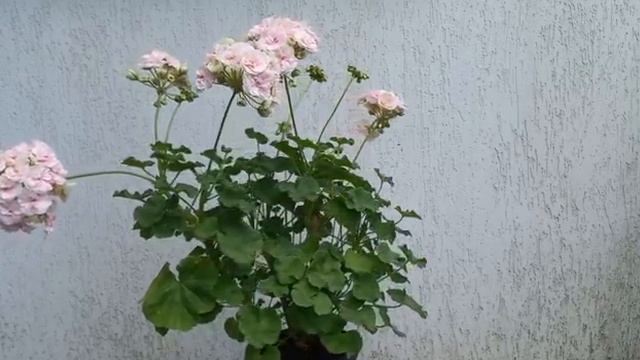 Пеларгонія ЛіА Прага (Pelargonium LiА Prague) #9 смотреть онлайн