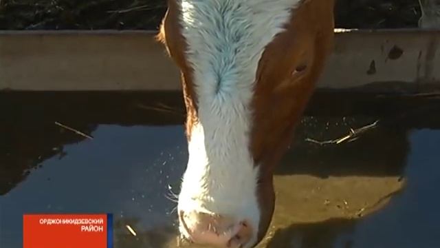 Воскрешение 