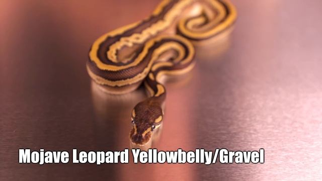 The World's smallest Ball Python смотреть онлайн