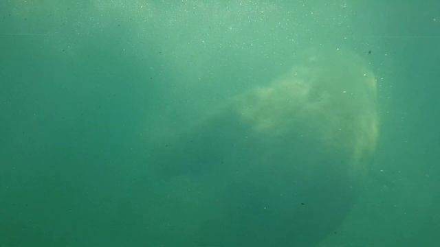 Белый медведь плавает в зоопарке смотреть онлайн