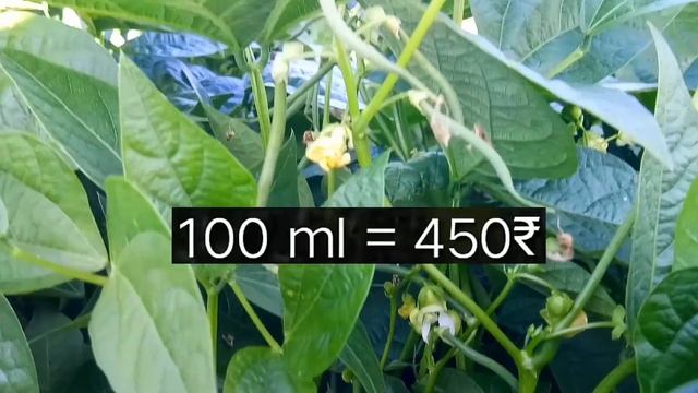 Bayer Luna Experience Fungicide | Fluopyram, Tebuconazole, SC | 西紅柿, 拜耳, Luna, Apple, Tomato, Kheti