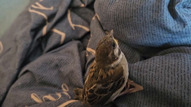 Как подрос наш воробей, скоро выпускать на волю смотреть онлайн