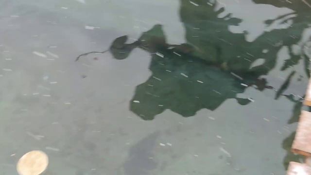 перекись мальку рыбе, лечем малька форели. Профилактика лечение смотреть онлайн