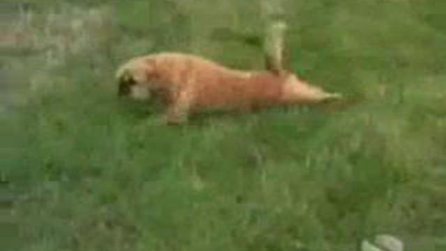 Приколы с собаками