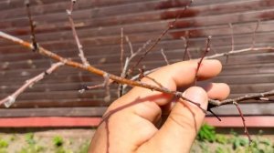 Наши сорта Колоновидных абрикос для Подмосковья 2 сезон отзыв