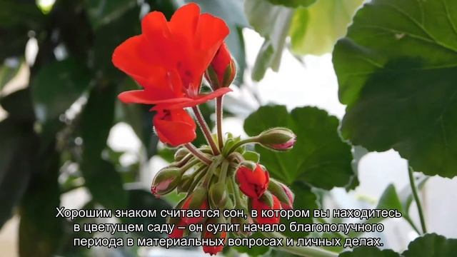 К чему снится цветущие цветы? Толкование сна и его значение по сонникам Ванги и Фрейда смотреть онлайн