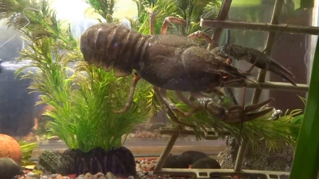 Рак балконный - 01 смотреть онлайн