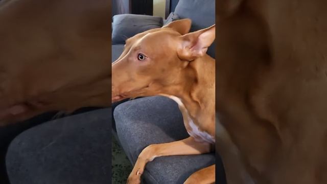Pharaoh hound,фараонова собака смотреть онлайн