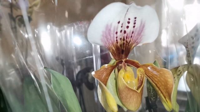 Пелорики Альбуфейры, Биглип Осенний ветер в свежем завозе орхидей магазина Экофлора г. Омск. смотреть онлайн