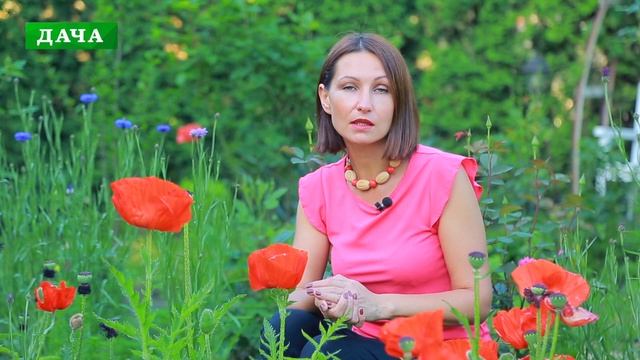 МАКИ - виды, уход и  размножение