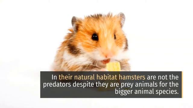 How do hamsters sleep || How long do hamsters sleep || How long do hamsters sleep per day смотреть онлайн