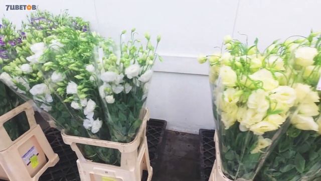 7цветов: свежая поставка срезанных цветов / Обзор Ольги Шаровой смотреть онлайн