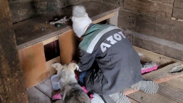 Строим зимний курятник ?? смотреть онлайн