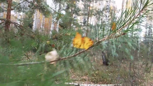 В осеннем лесу смотреть онлайн