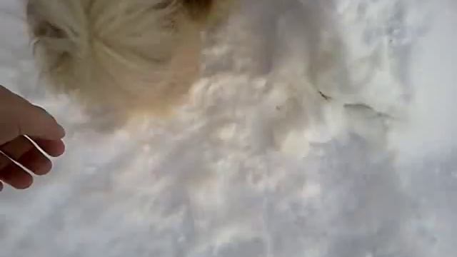 чихуахуа vs пикинес смотреть онлайн