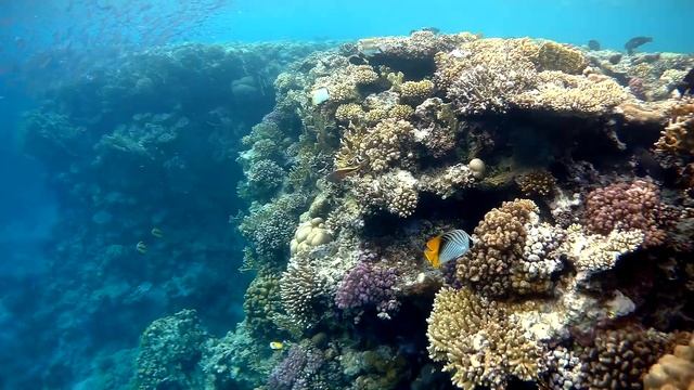 Coral reef in Ras Um Sid bay, Коралловый риф в бухте Рас Ум Сид смотреть онлайн