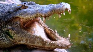 Звуки животных крокодил / Звук аллигатора - звук крокодила / Какой звук издают крокодилы