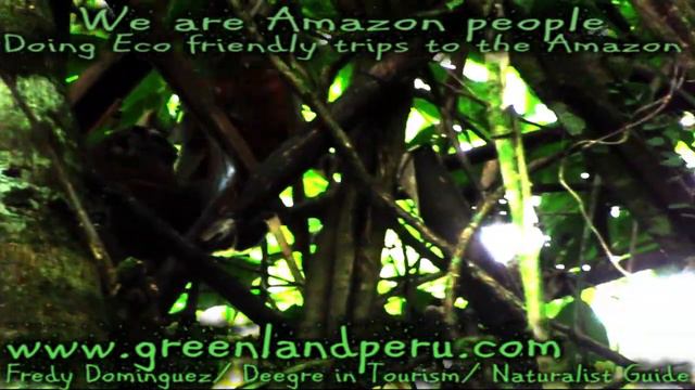 Manu cultural zone National Park Biosphere Peru Amazon Fredy Dominguez смотреть онлайн