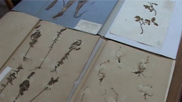 Кабинет гербария в Институте биологии ТюмГУ смотреть онлайн