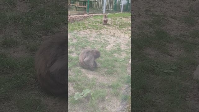 снежные макаки смотреть онлайн
