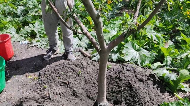 Root rot & crown rot management in apple 22 June 2021 смотреть онлайн
