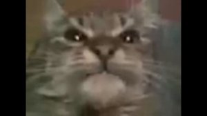 Кіт ти маму мав bassboosted