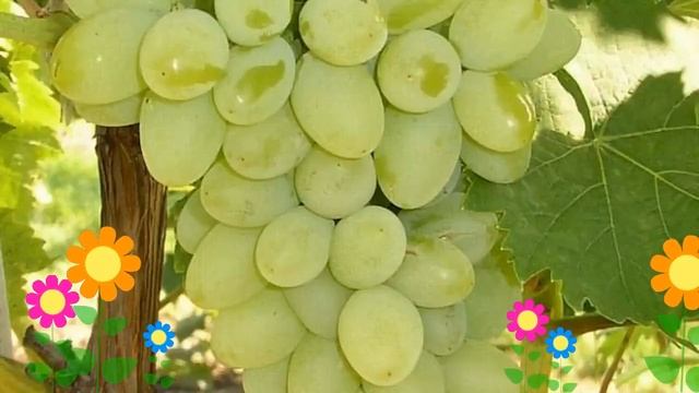 Виноград культурный Московский белый. Краткий обзор, описание характеристик, где купить саженцы смотреть онлайн