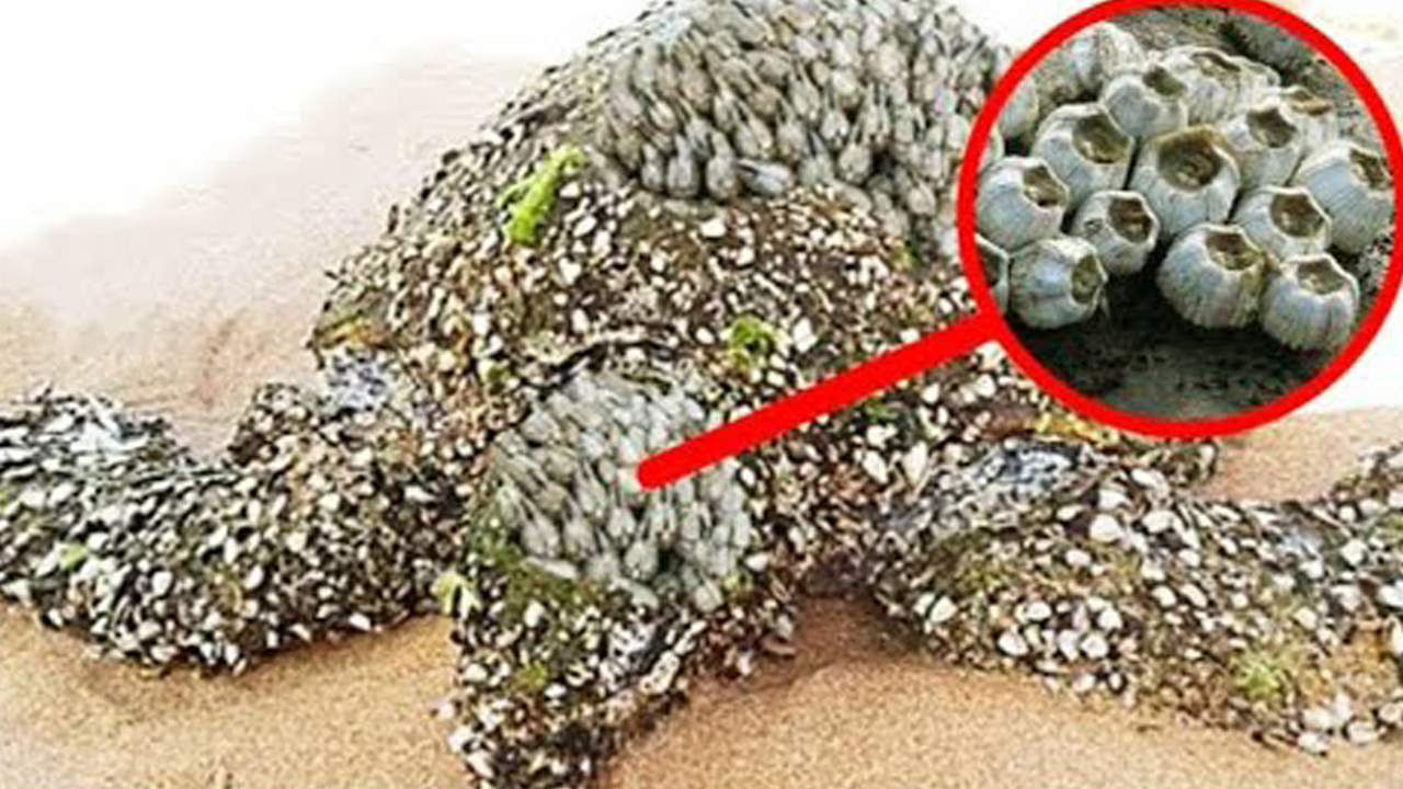 МАЛЕНЬКИЕ СОЗДАНИЯ БУКВАЛЬНО ПРОГРЫЗЛИ ПАНЦИРЬ БЕДНОЙ ЧЕРЕПАХИ смотреть онлайн