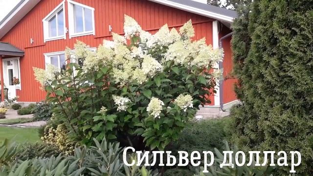 Прекрасные ГОРТЕНЗИИ в саду Наталии Федоровой. смотреть онлайн