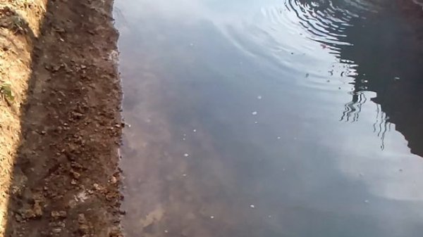 Начал запускать ротанов в пруд