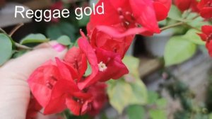 Бугенвиллеи.Обзор сортов